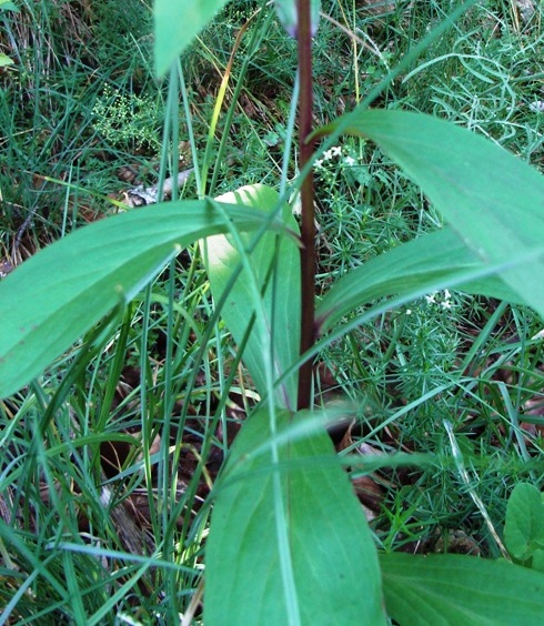 Digitalis micrantha